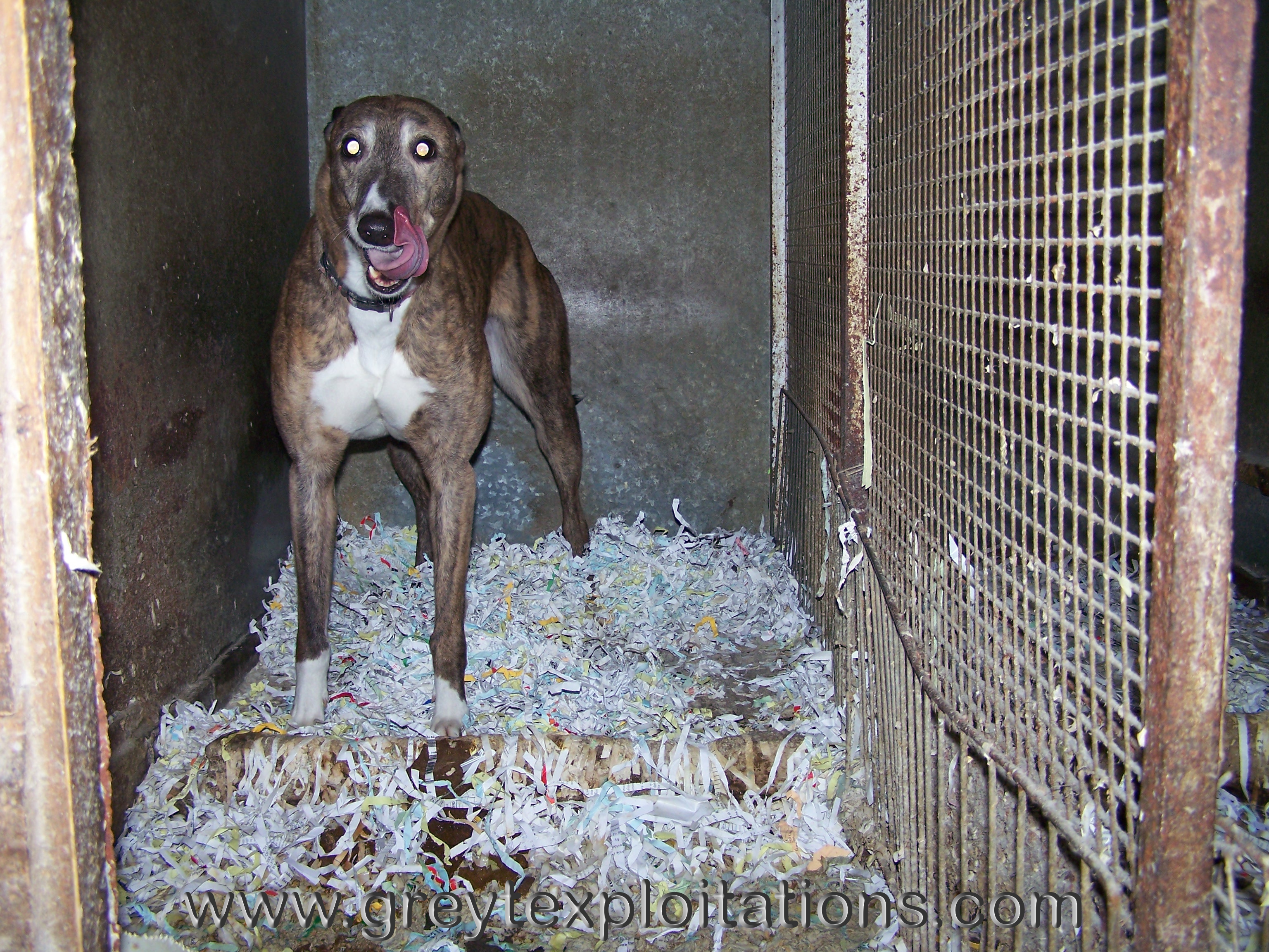 greyhound boarding kennels